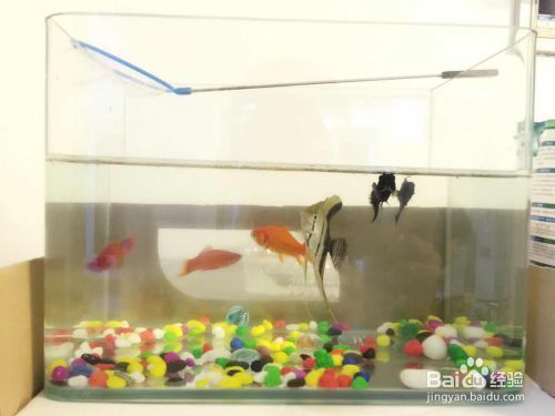 魚(yú)缸換水怎么把水吸出來(lái)，魚(yú)缸換水后如何處理魚(yú)缸水質(zhì)維護(hù)技巧和注意事項(xiàng)