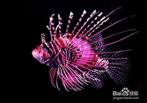 魚(yú)缸換水怎么把水吸出來(lái)，魚(yú)缸換水后如何處理魚(yú)缸水質(zhì)維護(hù)技巧和注意事項(xiàng)