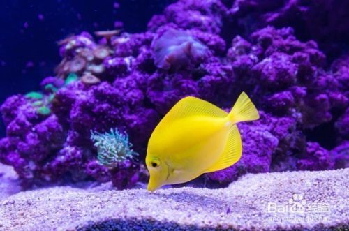 魚(yú)缸換水怎么把水吸出來(lái)，魚(yú)缸換水后如何處理魚(yú)缸水質(zhì)維護(hù)技巧和注意事項(xiàng)