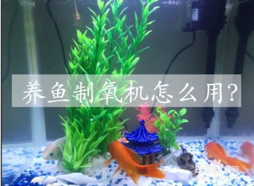 魚缸的供養(yǎng)機要天天開著嗎:魚缸供養(yǎng)機是否需要每天開啟,取決于多種因素 魚缸百科 第3張 魚缸的供養(yǎng)機要天天開著嗎:魚缸供養(yǎng)機是否需要每天開啟,取決于多種因素 魚缸的供養(yǎng)機要天天開著嗎:魚缸供養(yǎng)機是否需要每天開啟,取決于多種因素 魚缸百科 第3張