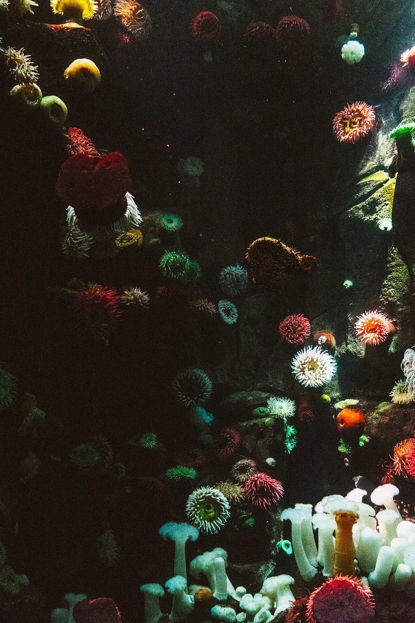 金川區魚樂水族館