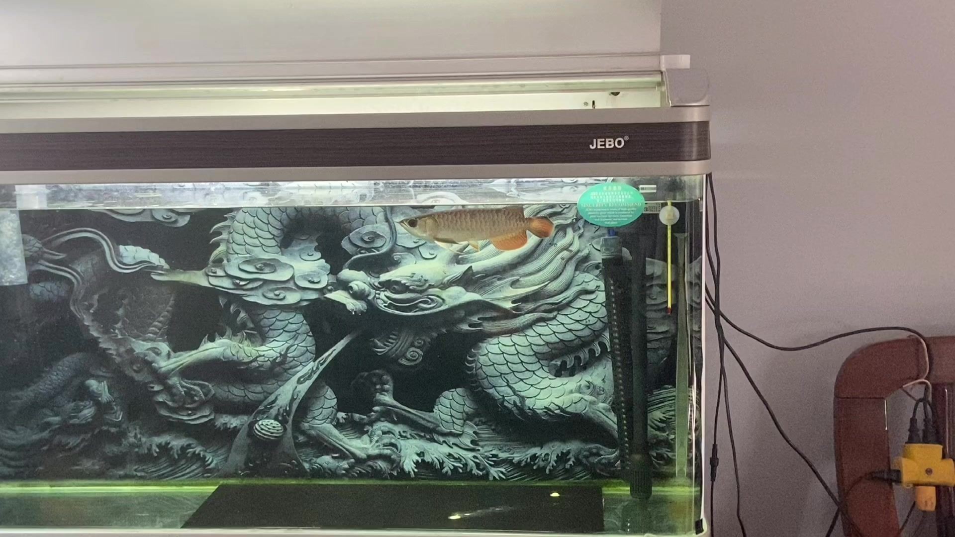 龍魚多久喂食一次：龍魚喂食頻率及注意事項