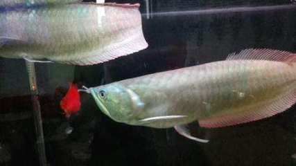 銀龍魚冬天不加溫會死嗎