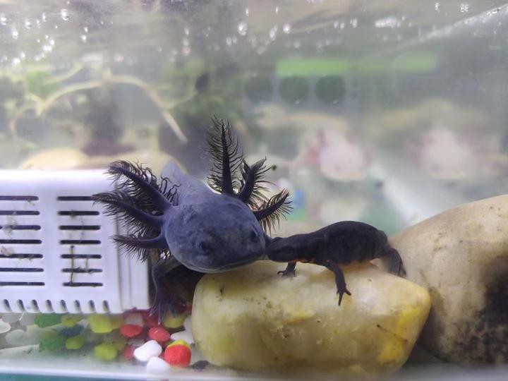 小火龍魚長多大