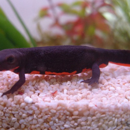 小火龍魚長多大