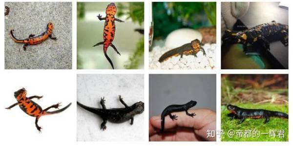 小火龍魚長多大