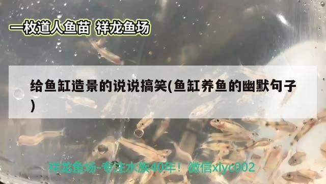 發表魚缸里的魚的說說搞笑，魚缸里的魚如何表達情緒魚缸裝飾品創意diy方法