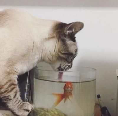 發表魚缸里的魚的說說搞笑，魚缸里的魚如何表達情緒魚缸裝飾品創意diy方法