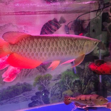 南京龍魚(yú)批發(fā)市場(chǎng)在哪里啊多少錢(qián)一斤