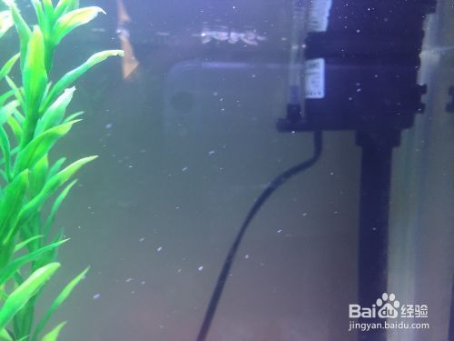 魚缸制氧機使用方法，如何判斷魚缸缺氧