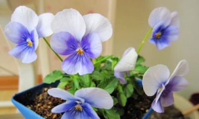 銀龍魚的美麗和獨特性：銀龍魚是一種美麗而獨特的觀賞魚，它已經(jīng)成為我們家庭中不可或缺的一員