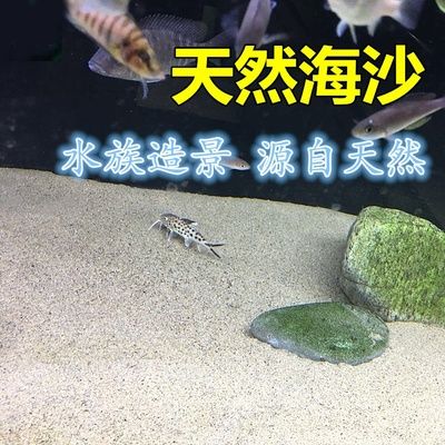 海沙魚缸造景圖（關于海沙魚缸造景圖的問題）