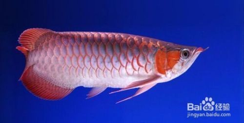 魚缸養(yǎng)幾條魚吉利招財(cái)呀（魚缸養(yǎng)魚數(shù)量指南魚缸養(yǎng)魚招財(cái)方法大全風(fēng)水魚養(yǎng)殖注意事項(xiàng)）