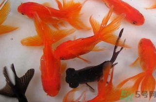魚缸養(yǎng)幾條魚吉利招財(cái)呀（魚缸養(yǎng)魚數(shù)量指南魚缸養(yǎng)魚招財(cái)方法大全風(fēng)水魚養(yǎng)殖注意事項(xiàng)）