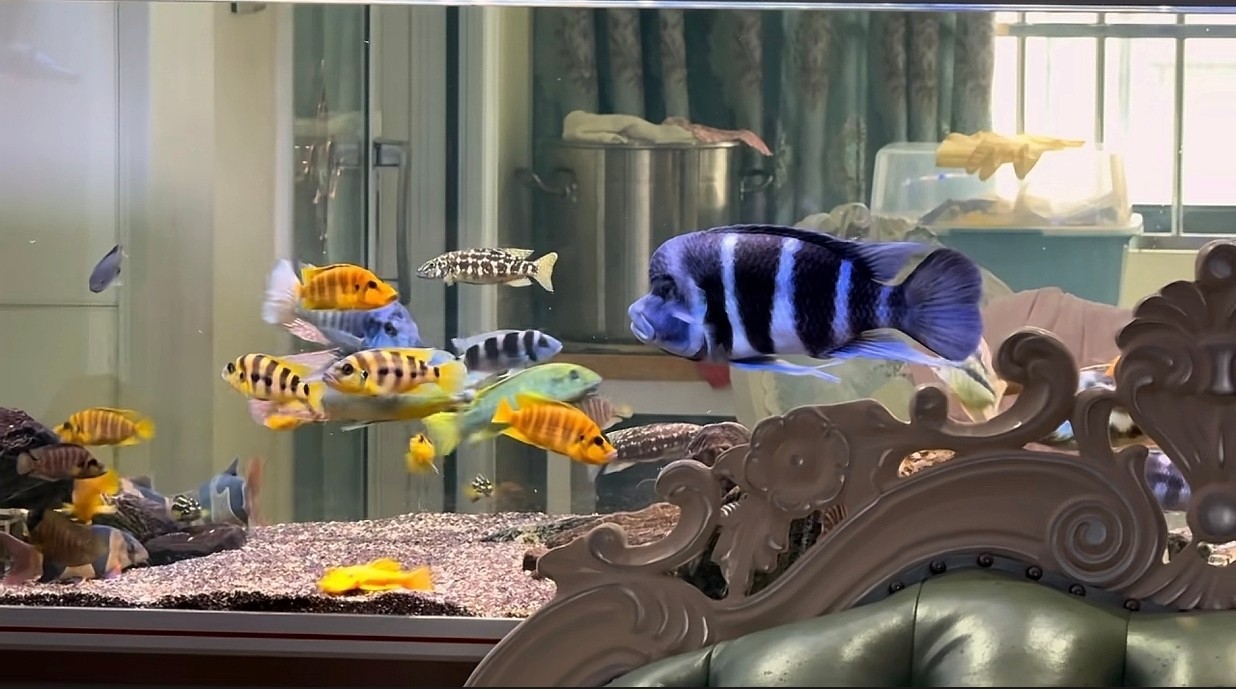 各位魚友，早上好[yeah] 各位魚友，早上好[yeah] 龍魚論壇