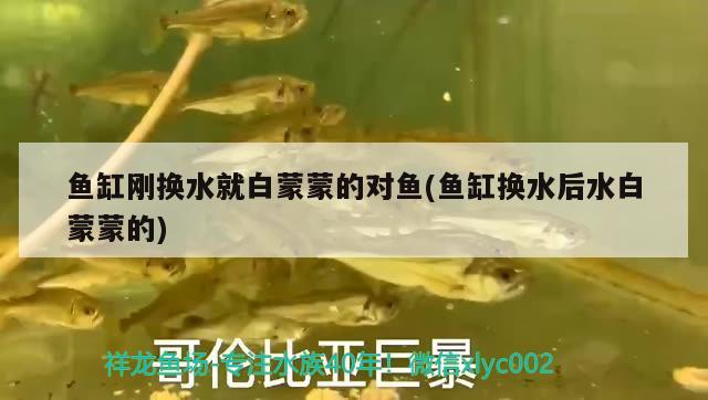 沈陽哪里有賣魚缸的店啊（（2001?沈陽）在圓形魚缸里養的魚，看）