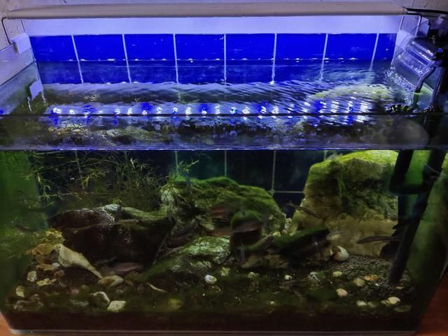 龍魚缸里長褐藻怎么辦（魚缸長褐藻怎么辦？）