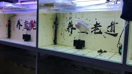 龍魚缸里長褐藻怎么辦（魚缸長褐藻怎么辦？）