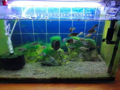 龍魚缸里長褐藻怎么辦（魚缸長褐藻怎么辦？）