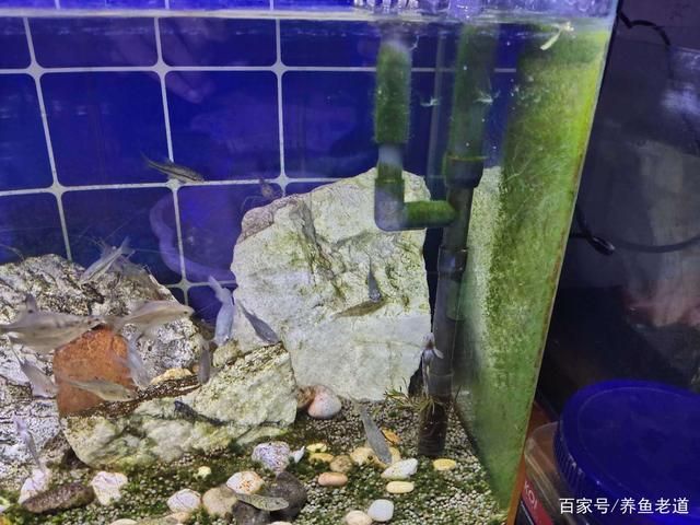 龍魚缸里長褐藻怎么辦（魚缸長褐藻怎么辦？）