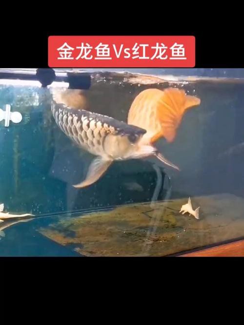 紅龍魚和金龍魚哪個好養一點兒圖片