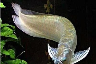 銀龍魚最佳養(yǎng)殖環(huán)境：銀龍魚適宜的飼料種類