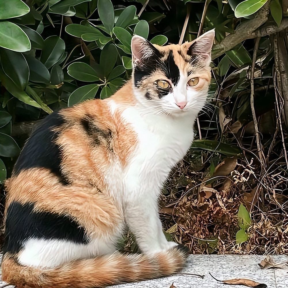 龍須貓適合哪些人群飼養？ 龍須貓適合哪些人群飼養？ 龍魚百科 第9張