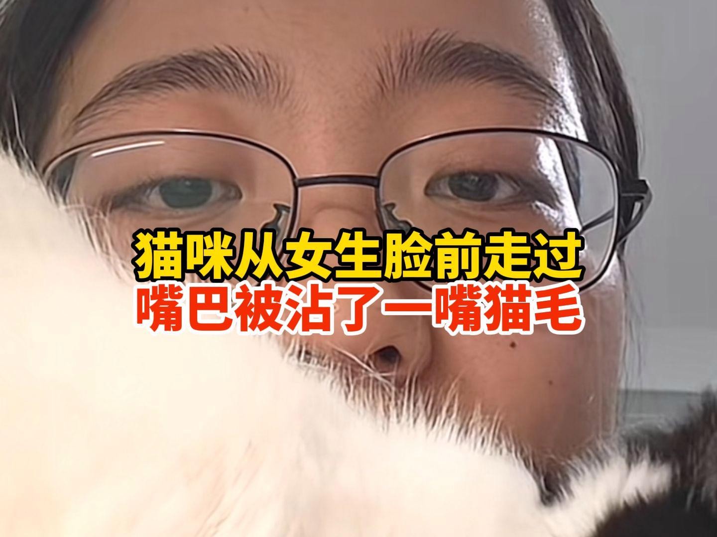 龍須貓適合哪些人群飼養？ 龍須貓適合哪些人群飼養？ 龍魚百科 第6張
