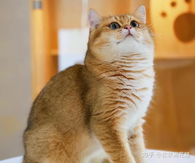 龍須貓適合哪些人群飼養？ 龍須貓適合哪些人群飼養？ 龍魚百科 第11張