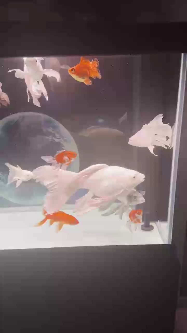 清缸大處理.不想養這個了。整缸都出 清缸大處理.不想養這個了。整缸都出 龍魚論壇