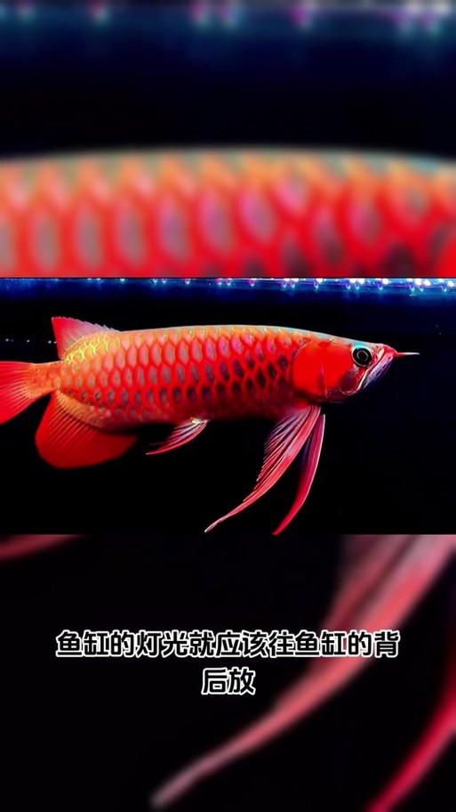 如何獲取高清版紅龍之眼壁紙？ 如何獲取高清版紅龍之眼壁紙？ 龍魚百科 第8張