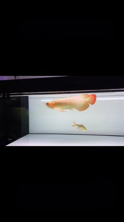 如何獲取高清版紅龍之眼壁紙？ 如何獲取高清版紅龍之眼壁紙？ 龍魚百科 第6張