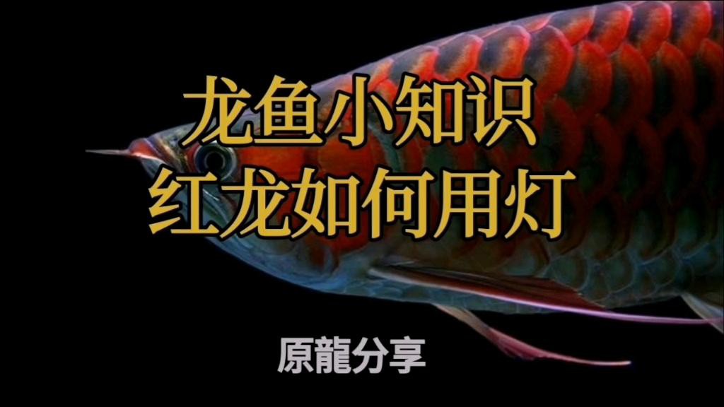 如何調整龍魚燈光角度