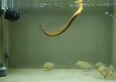 魚缸的魚聚在一起：為什么魚在魚缸中聚在一起？