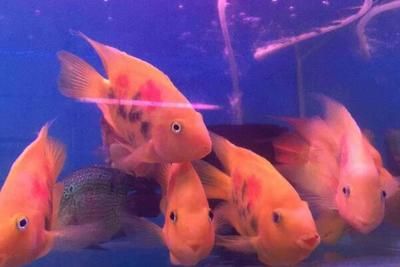 魚缸的魚聚在一起：為什么魚在魚缸中聚在一起？