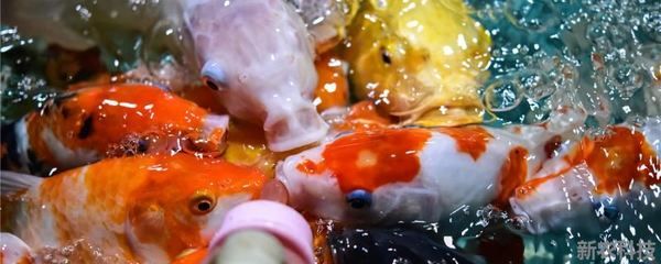 魚缸的魚聚在一起：為什么魚在魚缸中聚在一起？