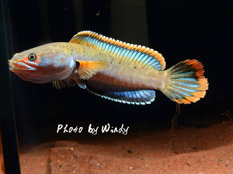 雷龍魚的顏色分類：關于雷龍魚的顏色分類