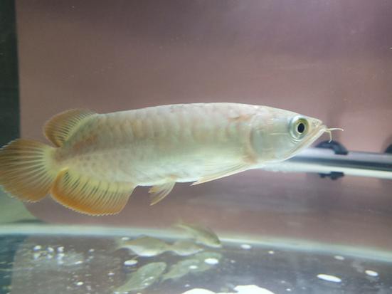 哪種號半龍魚最好養？