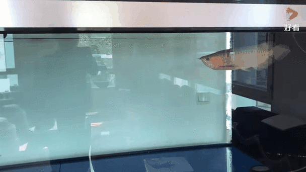 哪種號半龍魚最好養？