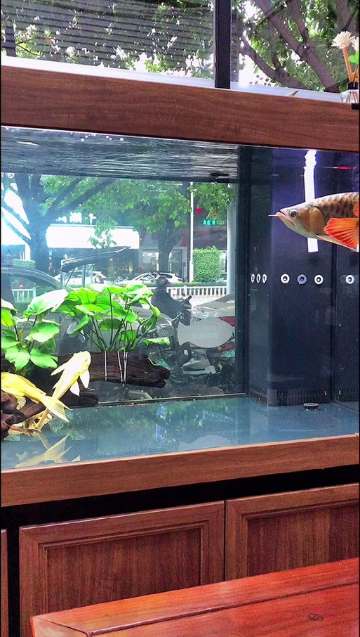 哪種號半龍魚最好養？