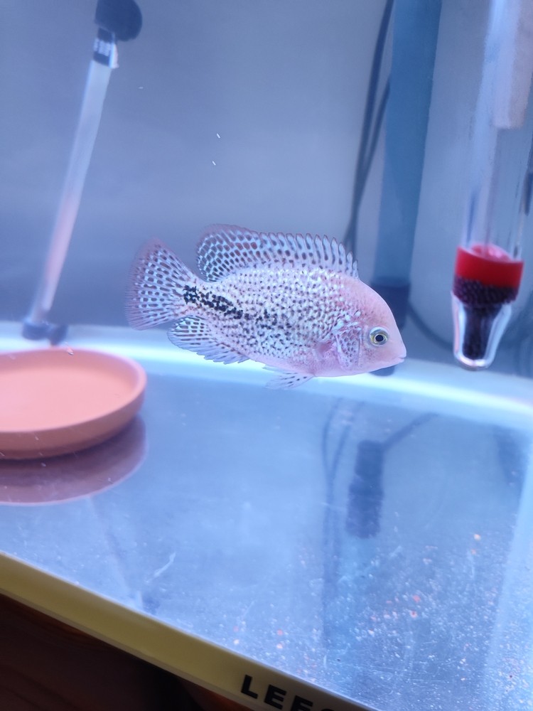 大家看看這羅漢魚是不是母魚啊