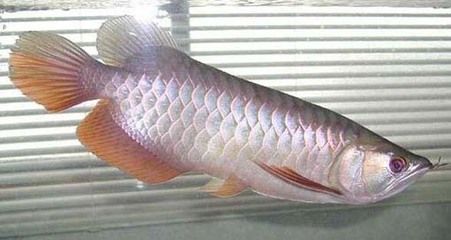 銀龍魚喜歡老水還是新水（銀龍魚喜歡老水還是新水呢？）