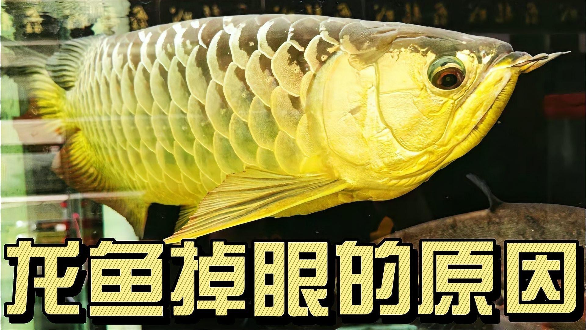 金龍魚掉眼什么意思啊
