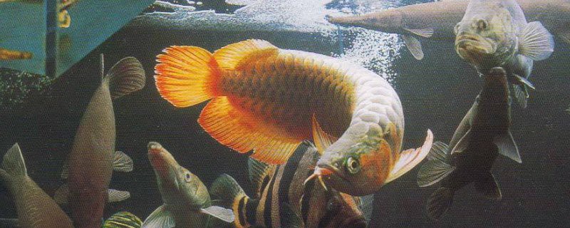 兩條龍魚打架多久會停？