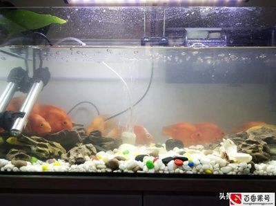 魚缸的水渾濁怎么辦怎么變清用什么藥（魚缸水渾濁怎么辦）