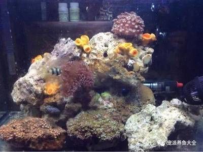 海水魚缸中褐藻的處理是一個常見的問題是一個常見的問題：如何處理海水魚缸中的褐藻