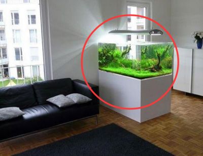 工作室魚缸風水布局優化：辦公室魚缸擺放位置及其風水意義 工作室魚缸風水布局優化：辦公室魚缸擺放位置及其風水意義 魚缸百科 第3張