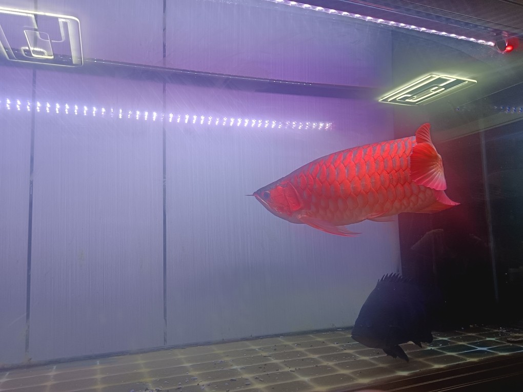 半夜睡不著，來自拍