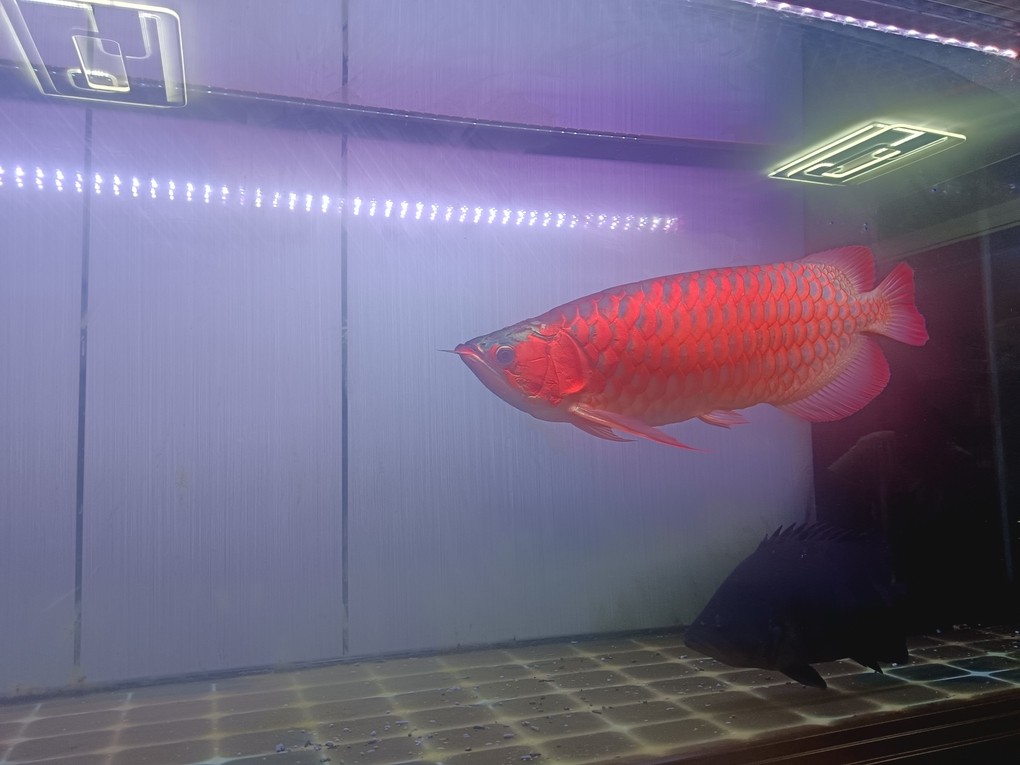 半夜睡不著，來自拍