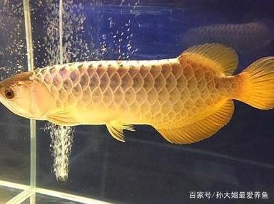 龍魚的體型特征：龍魚是一種古老的原始淡水魚類，性情兇猛壽命可達數十年